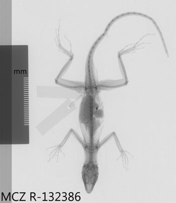 Media type: image;   Herpetology R-132386 Aspect: dorsoventral x-ray